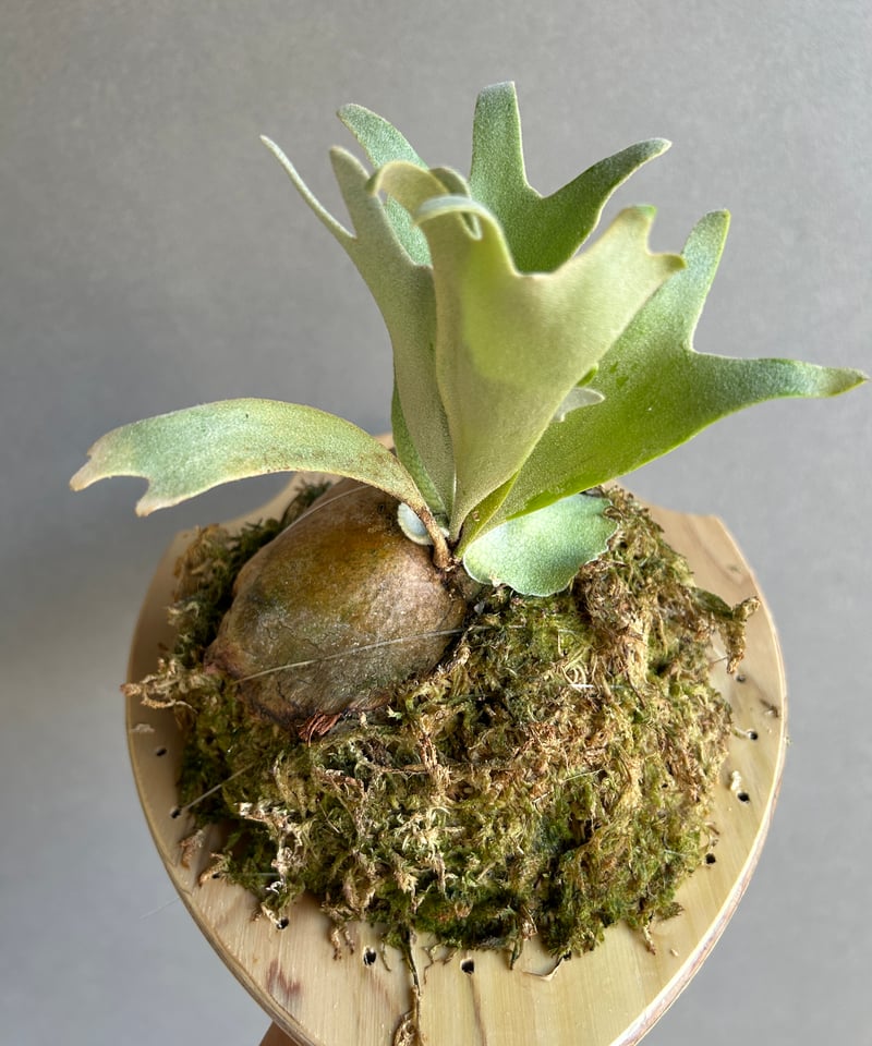 ビカクシダ ウィリンキー cv. セーラー マース (子株) 「Platycerium