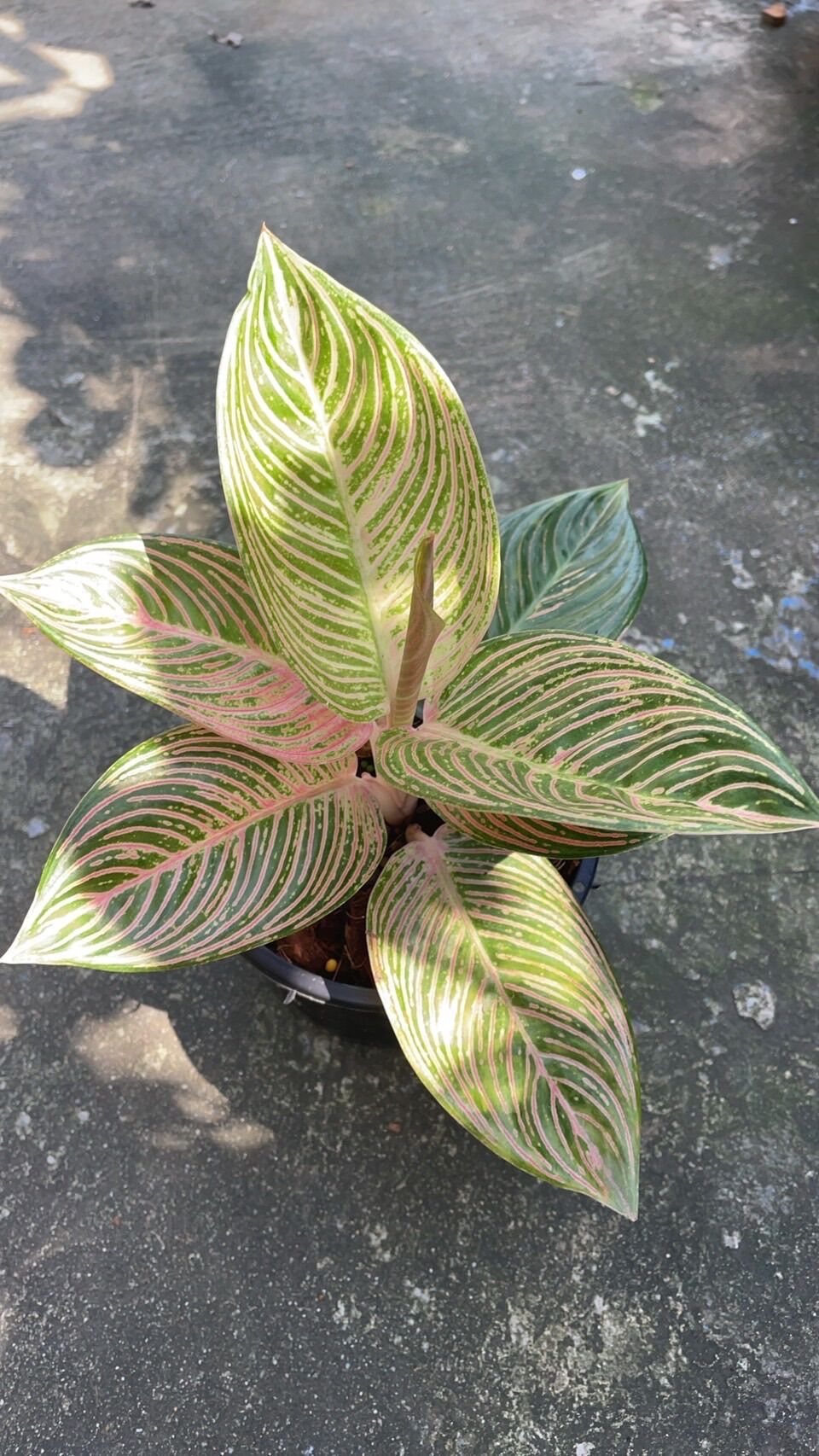 fit=scale-down,w=1200