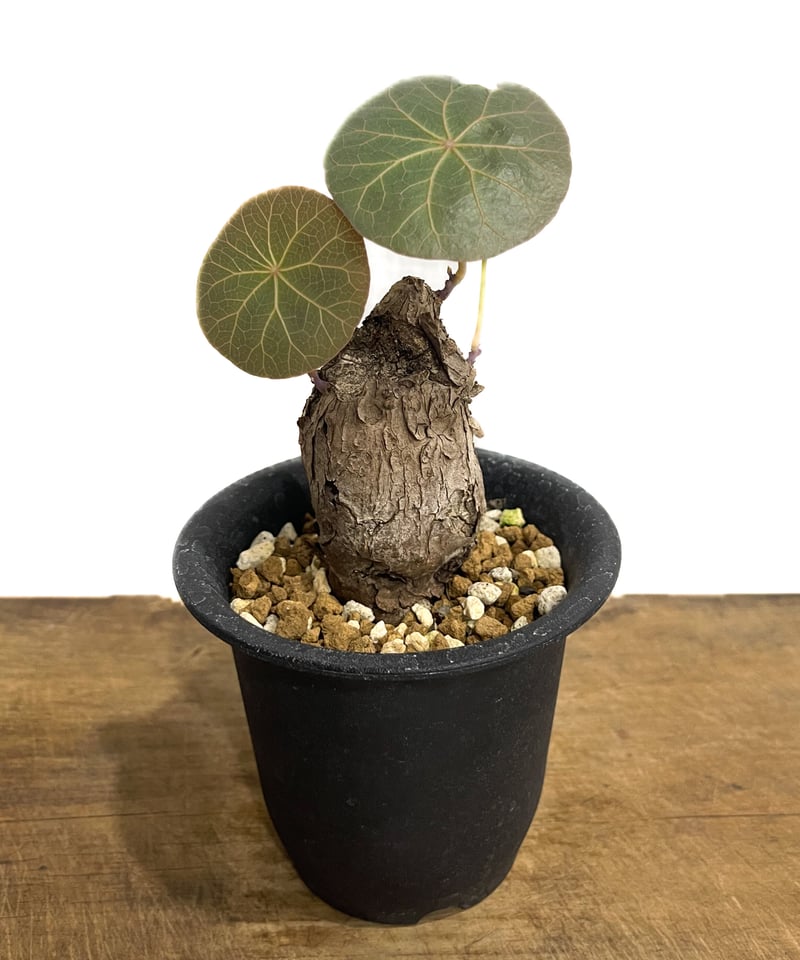 ステファニア カウィーサキー「Stephania Kaweesakii」6/28-641 |