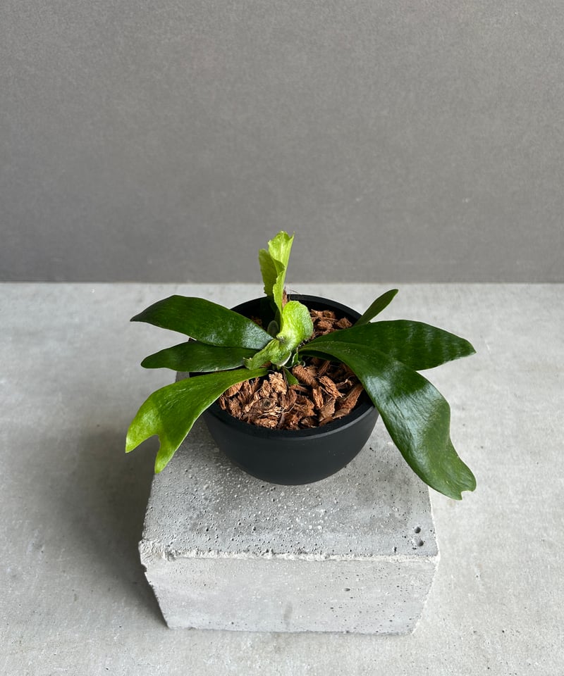 ビカクシダ ゴースト ハンズ 子株 (P. ウィリンキーx P.コロナリウム