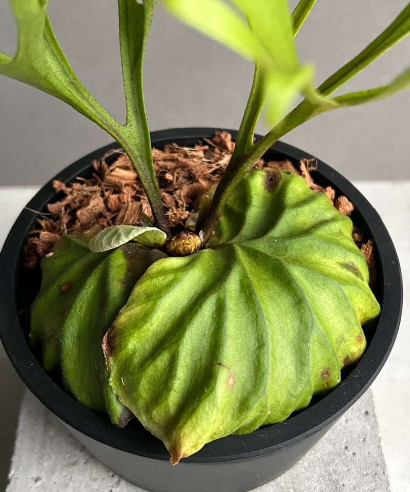 ビカクシダ リドレイ “パカラン”「Platycerium ridleyi “Pakarang