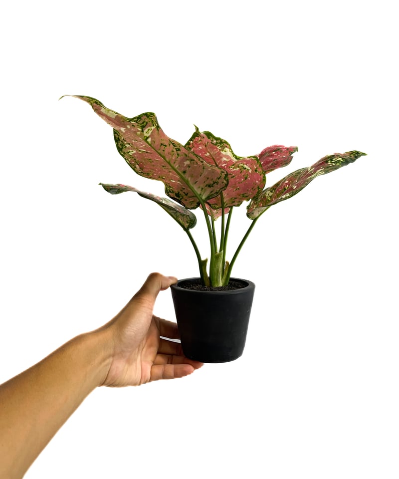 アグラオネマ アンヤマニー トリカラー「Aglaonema Unyamanee Tricolo