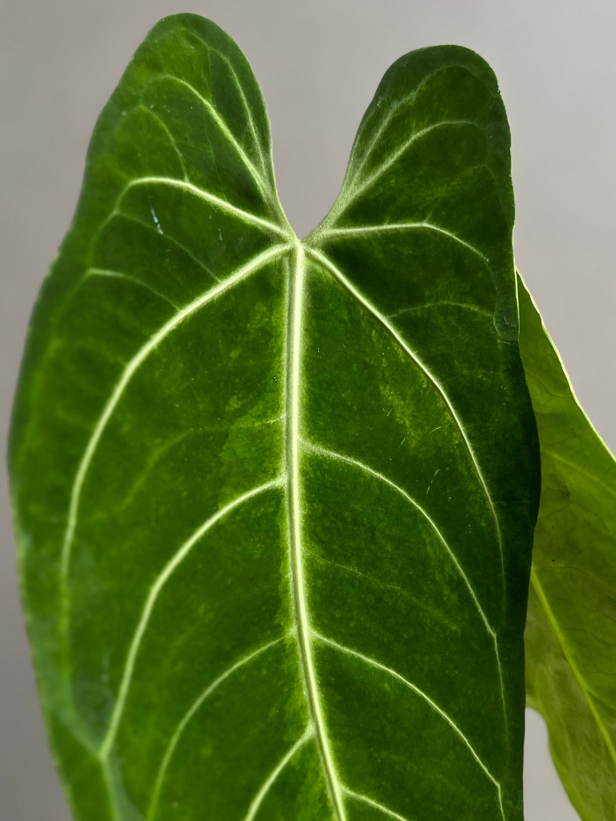 アンスリウム ハイブリッド 斑入 「Anthurium hybrid Variegated」