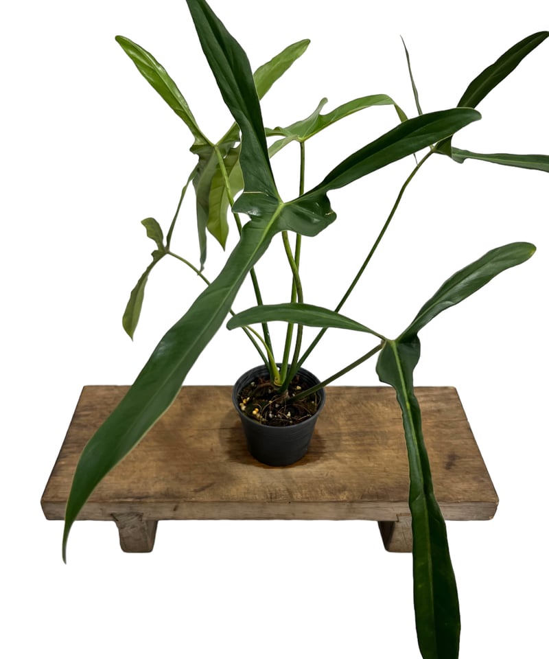 超貴重フィロデンドロン ロンギロバトム レラ ノミヤノミント 2芽 超