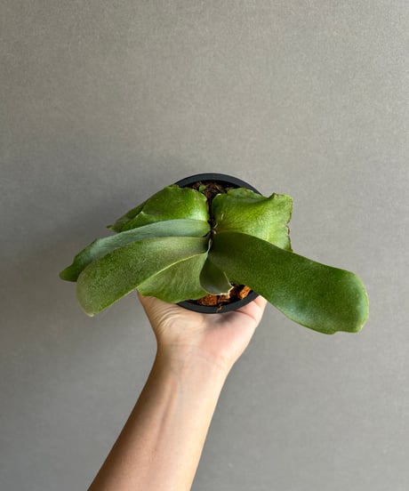 CATEGORY ビカクシダ(コウモリラン) | SHOUCHIKUEN