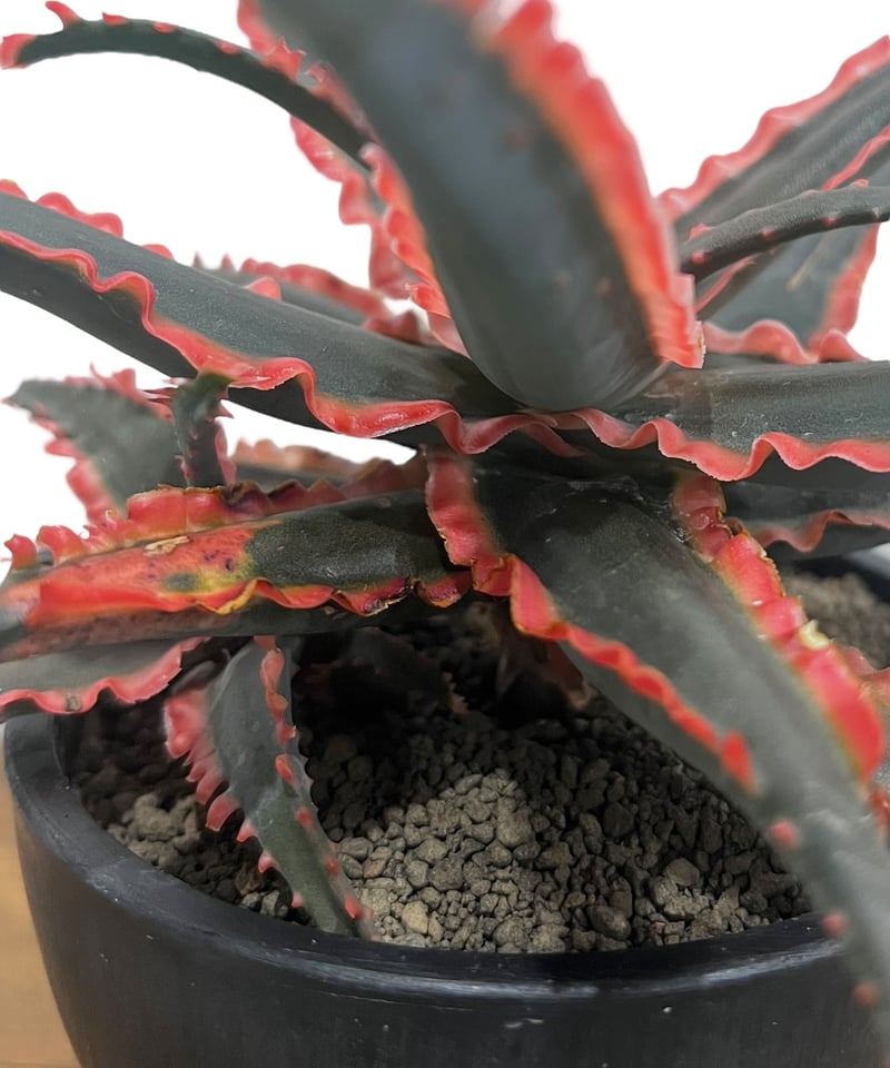 アロエ ハイブリッド “選抜個体” 「Aloe Hybrid “Select