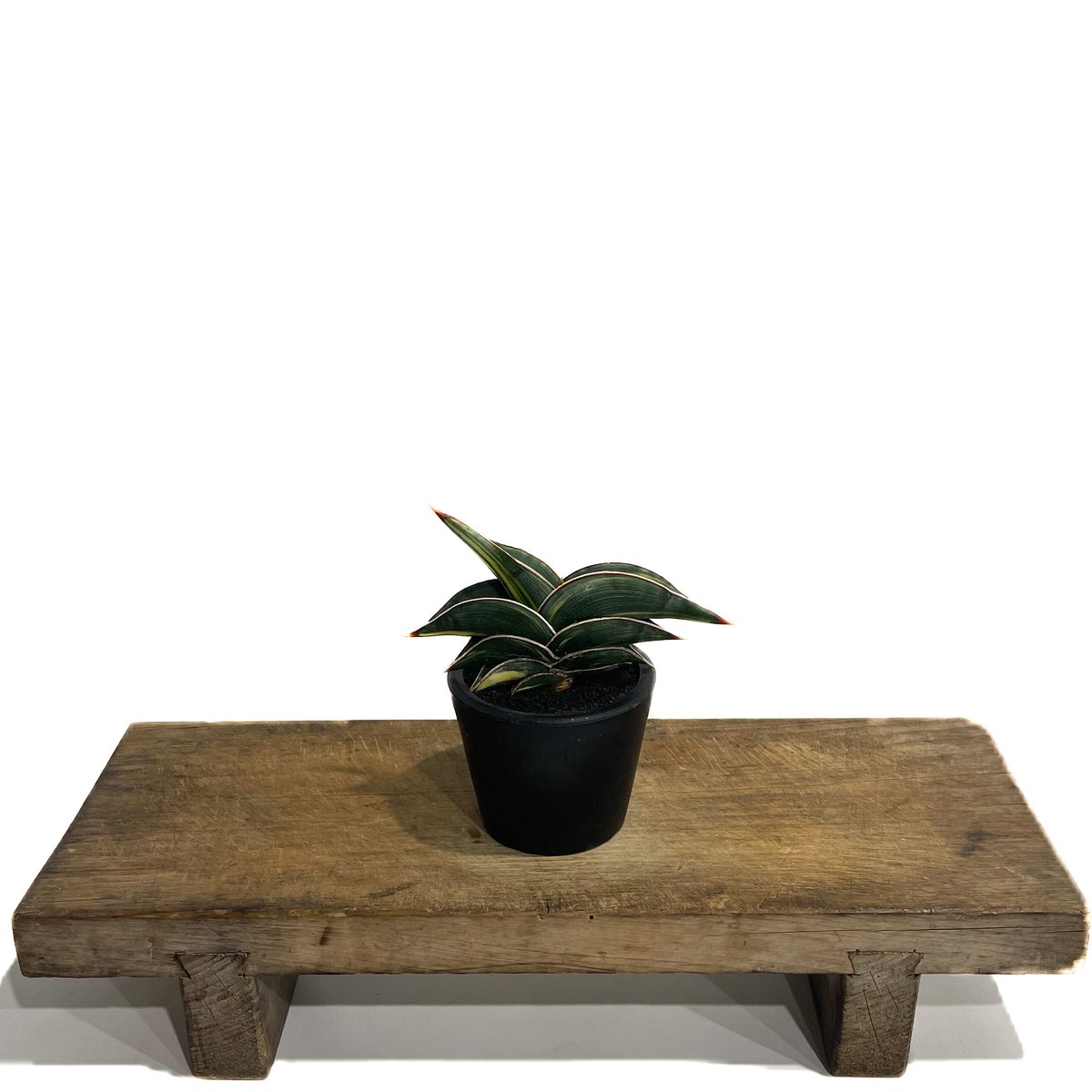 サンセベリア ロリダ 斑入り「Sansevieria rorida Var.」33D-1 |