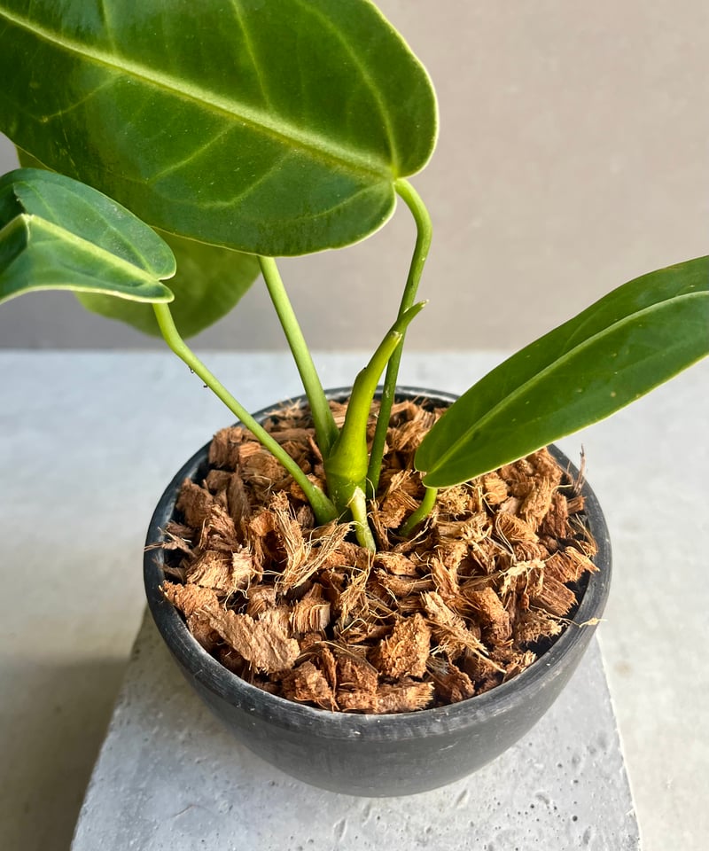 アンスリウム ワロクアナム ダーク&ナロー フォーム 「Anthurium