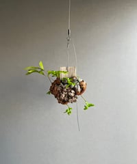 ビカクシダ ベイチー アーバン リバー (子株) by Stem Fern 「 Platyce