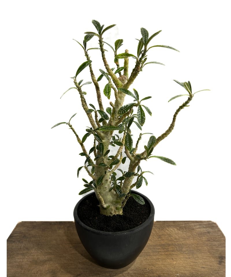 ドルステニア ギガス 実生苗「Dorstenia gigas (seedling)」5/29-