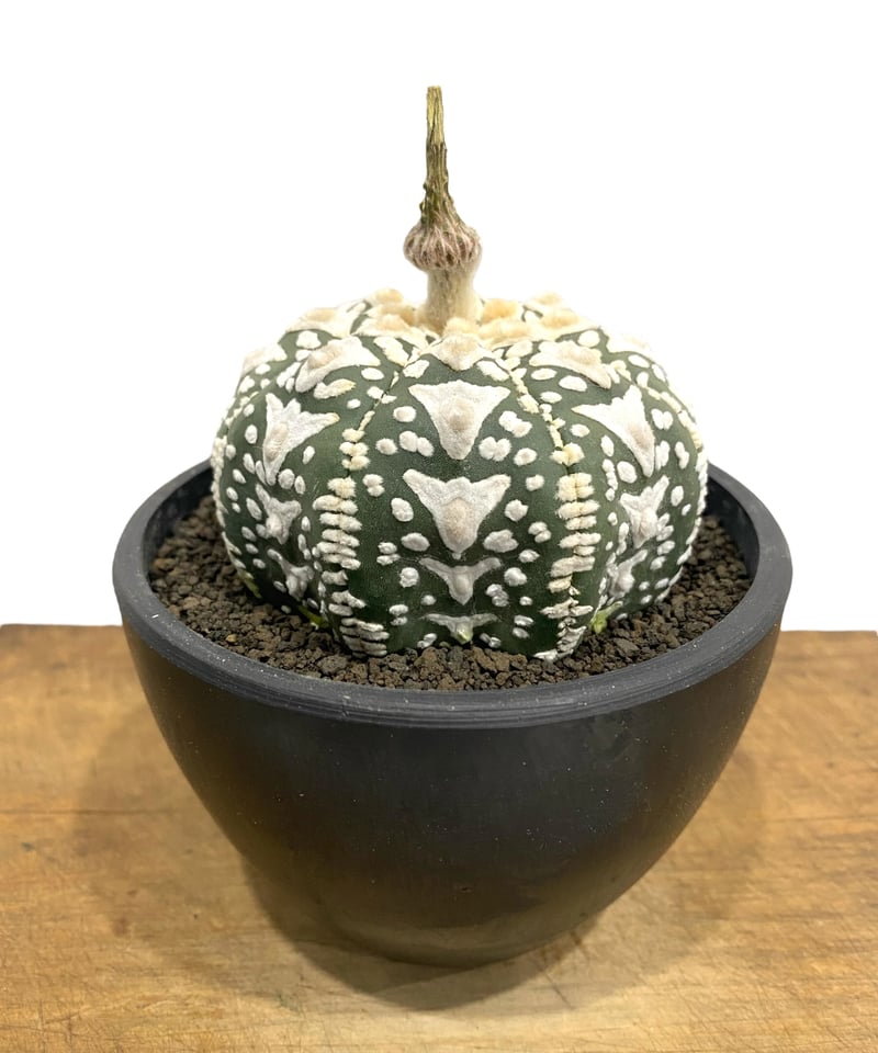 アストロフィツム 兜 V タイプ(実生) 「Astrophytum asterias V ty