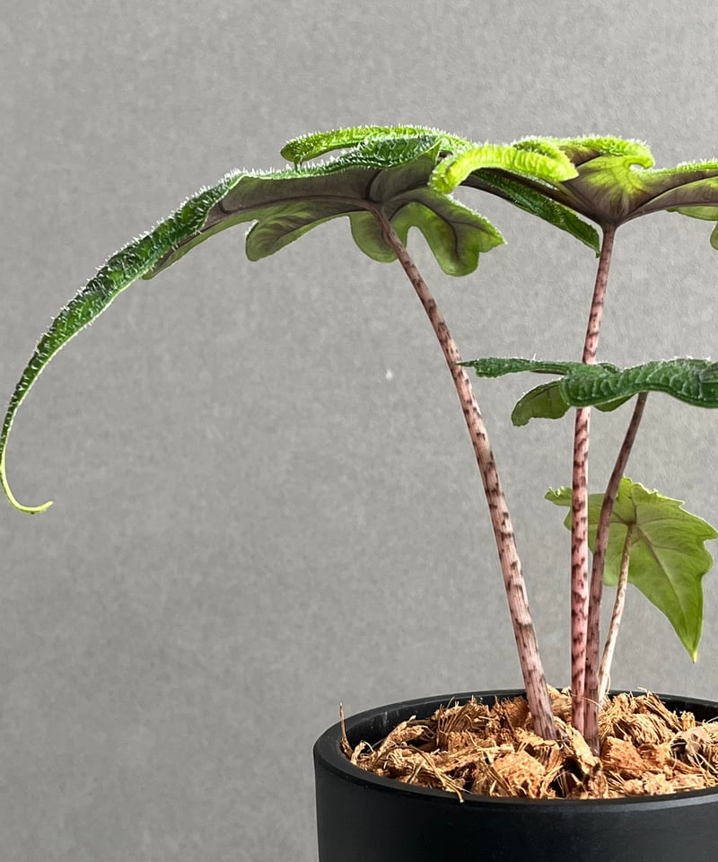 アロカシア ジャックリン 「Alocasia Jacklyn」95N | SHOUCHIKUEN