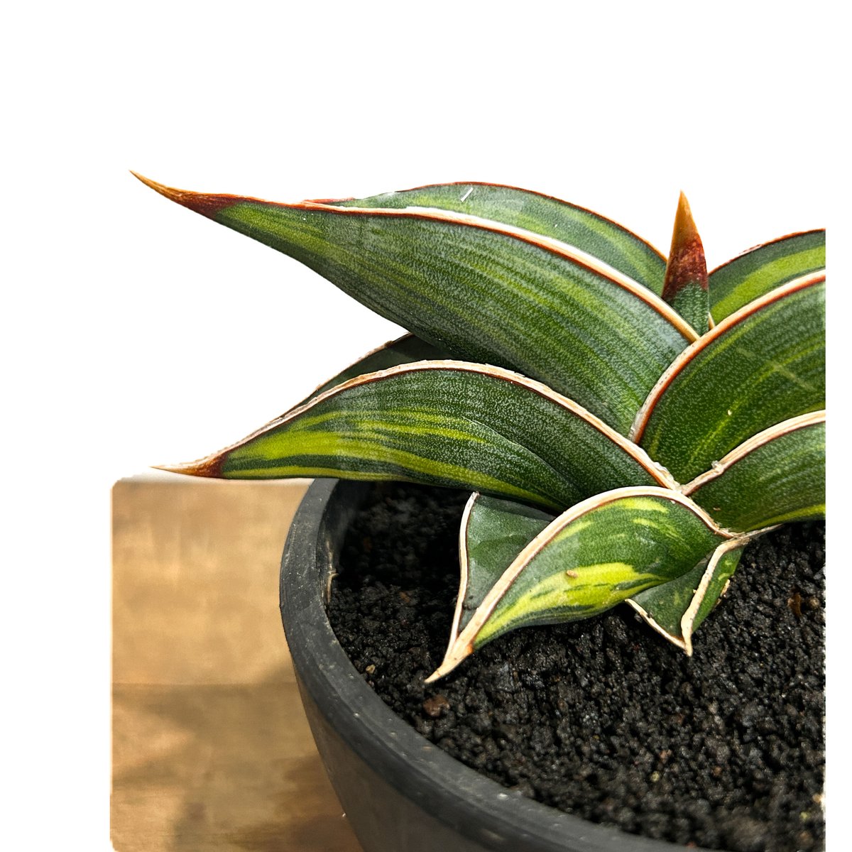 サンセベリア ロリダ 斑入り「Sansevieria rorida Var.」6/14-771