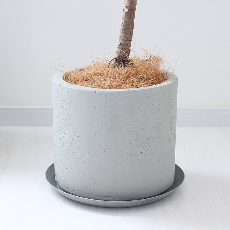 フィカス・アフリカンプリンス＞現品 希少な曲がり | lealea lapule