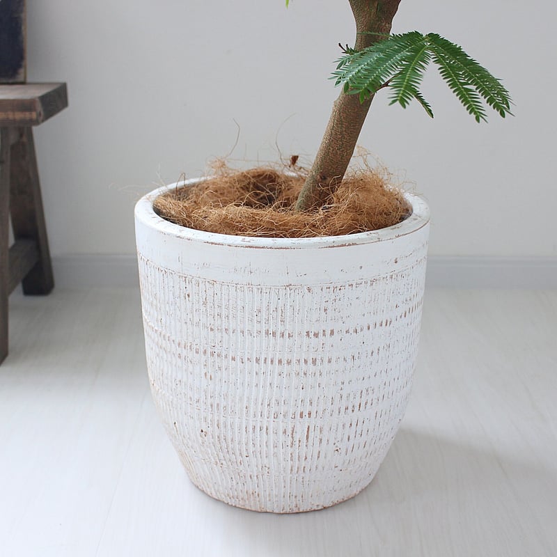 エバーフレッシュ＞150㎝ 曲がり 現品 陶器鉢 | lealea lapule