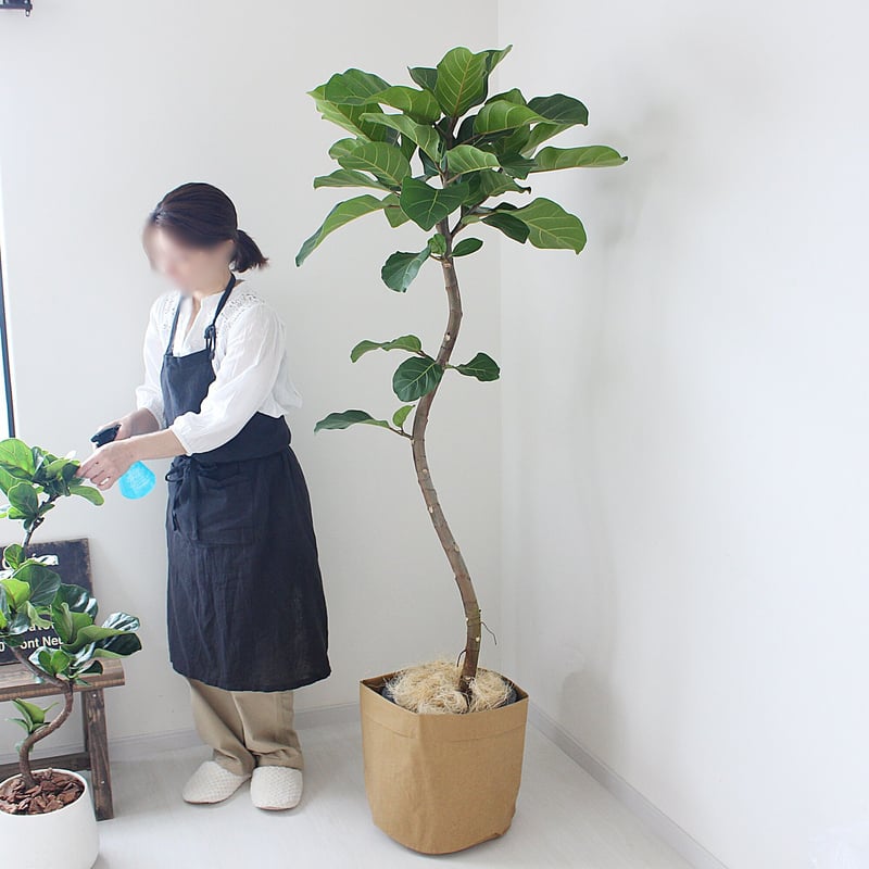 大型サイズ‼＜フィカス・アフリカンプリンス＞現品 希少な曲がり