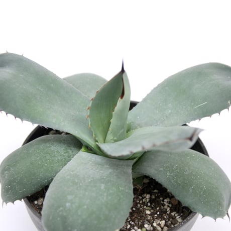 アガベパリートランカータ | STORES