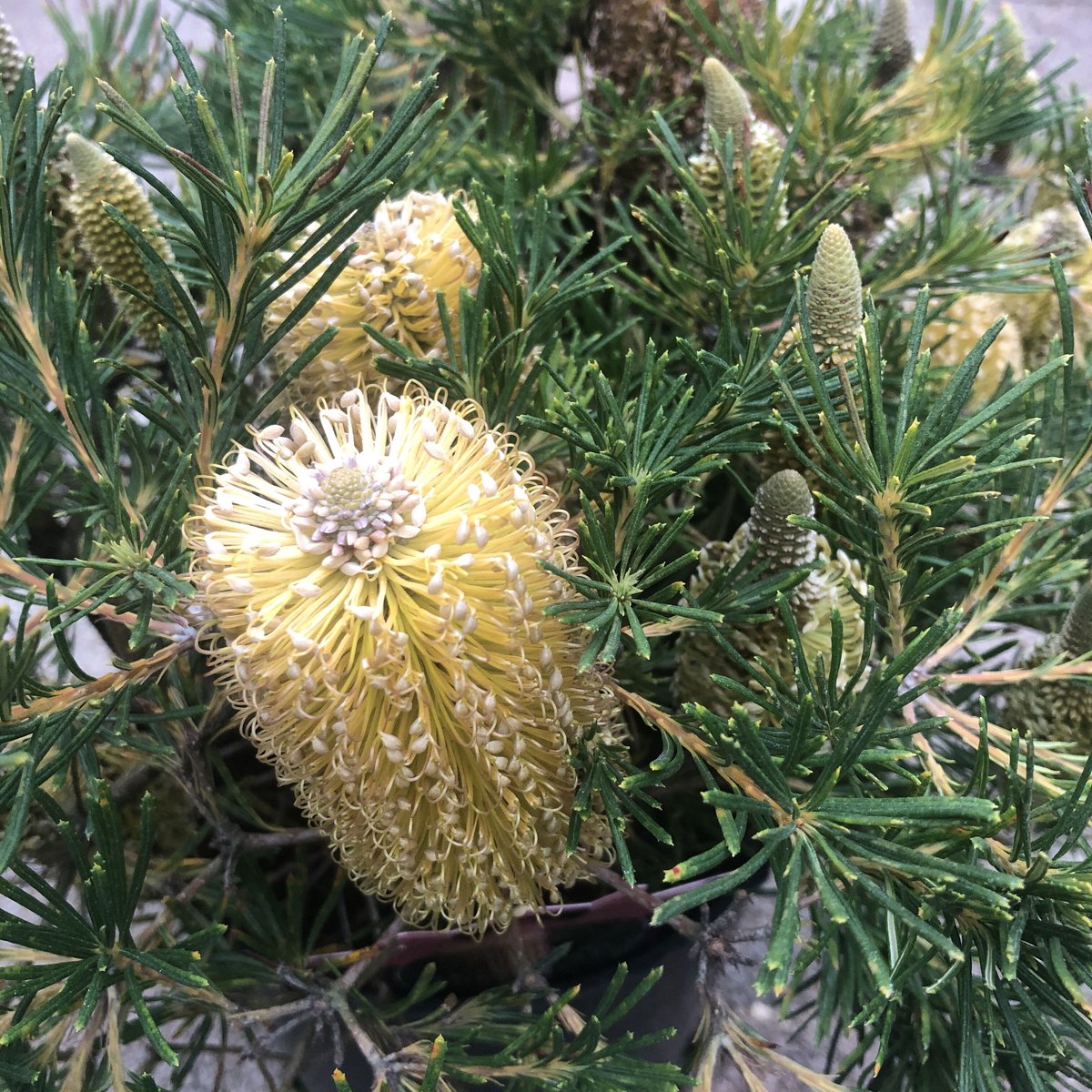 バンクシア バースデーキャンドル | 多気園芸 Online Shop