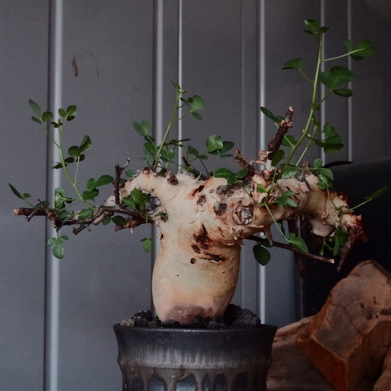 コミフォラ カタフ ピュア［No.03］ × 杉山悠 作 φ10cm 植木鉢 笠間焼