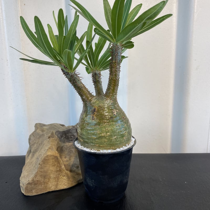 グラキリス 発根済 200年8月輸入 現地株】BH-B39 『4色から選べる化粧