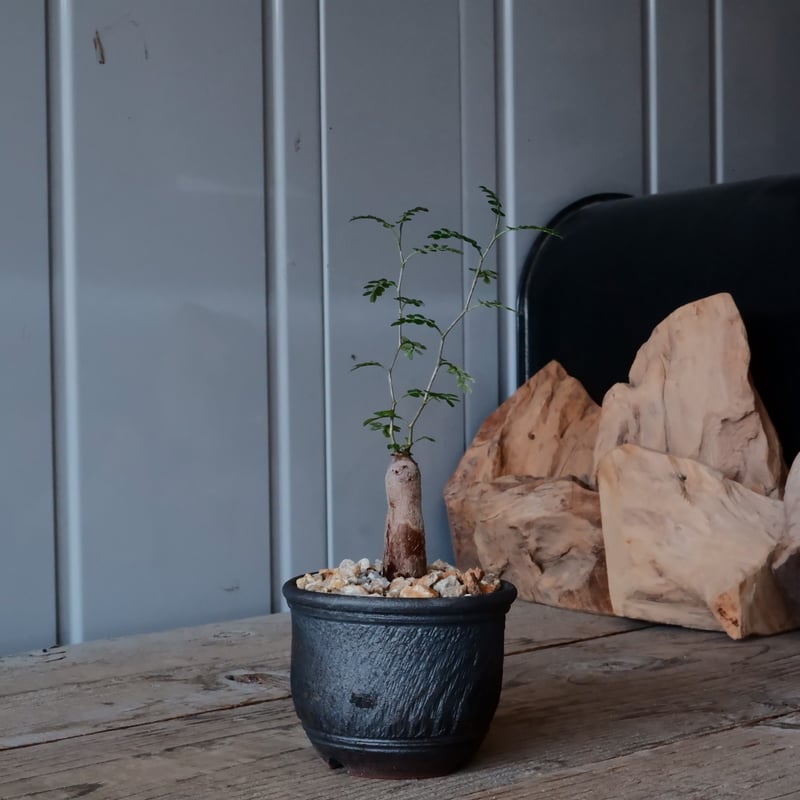 根挿し】オペルクリカリア パキプス ［No.10］ × 與那嶺大輔 作 「琉球