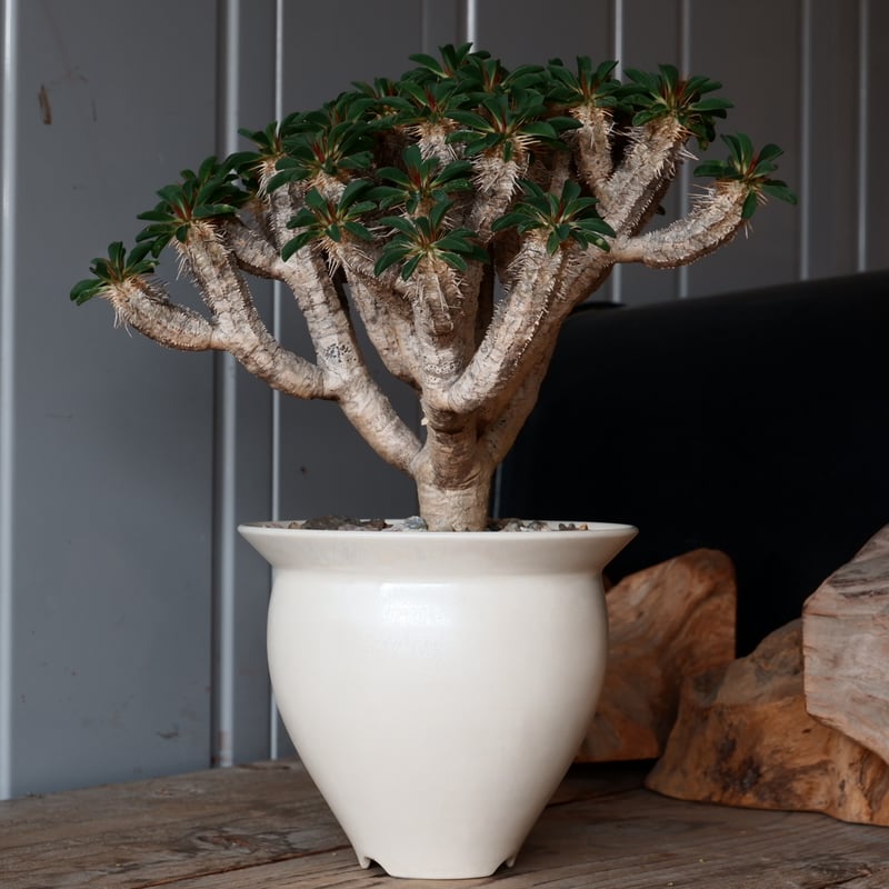 大株 ユーフォルビア ギラウミニアナ 輸入株［No.24］ × 坂本新 作