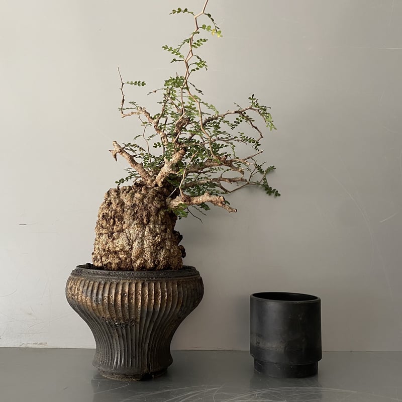 発根済 オペルクリカリア パキプス P-49 ×【作家 小野瀬 一 】