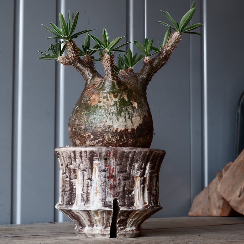 赤*メ様 陶器鉢 沼野秀章 植木鉢 笠間焼 陶器鉢沼野秀章植木鉢笠間焼