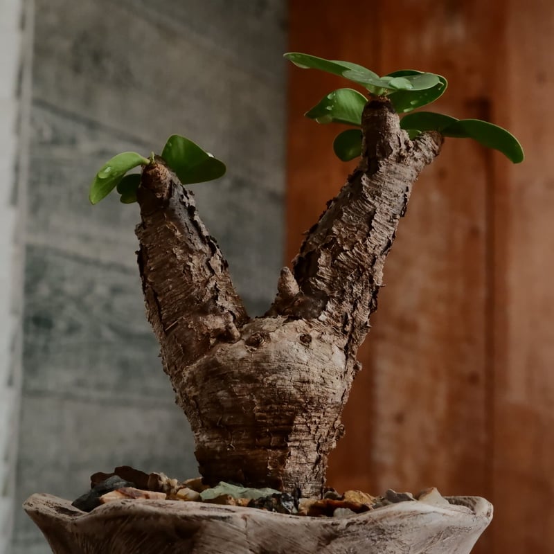 ユーフォルビア イトレメンシス ［No.63］ × 沼野秀章 作「 刻ム音 」3