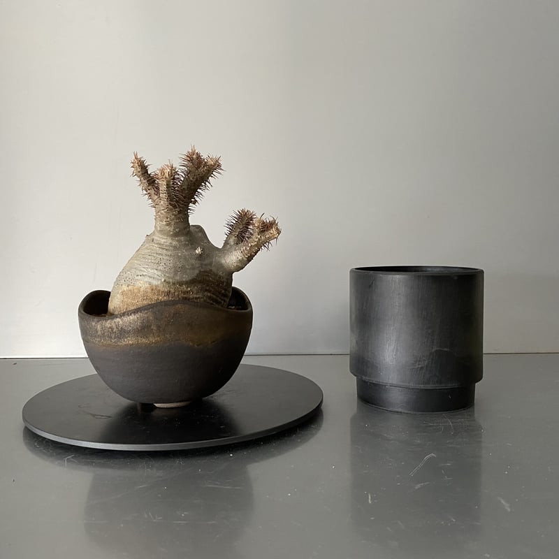 発根済 奇形丸 グラキリス BG-181 × S.N.Pot 