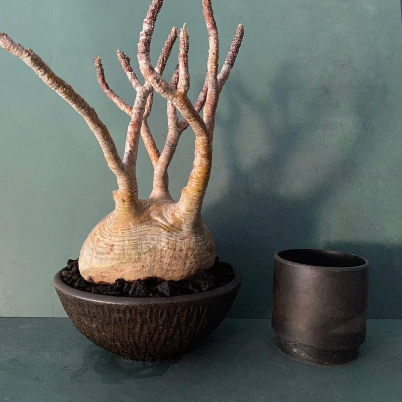 発根済 大サイズ グラキリス 23 ×【 ISOBE - BACHI 】