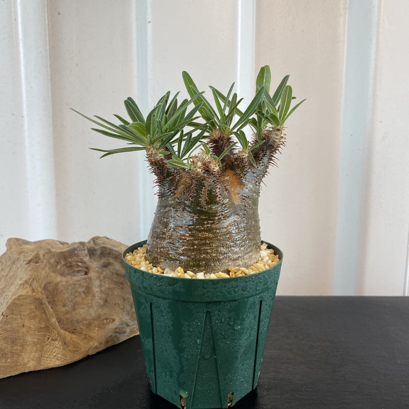 希少の短多枝【グラキリス 発根済 2020年8月輸入 現地株】BH-C45 化粧