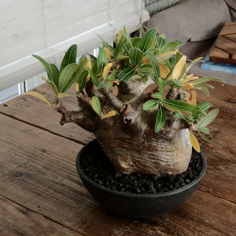 LL株》グラキリス 大株 幹幅15cm - 象牙宮 -［No.58］ × 6号 浅鉢 | B