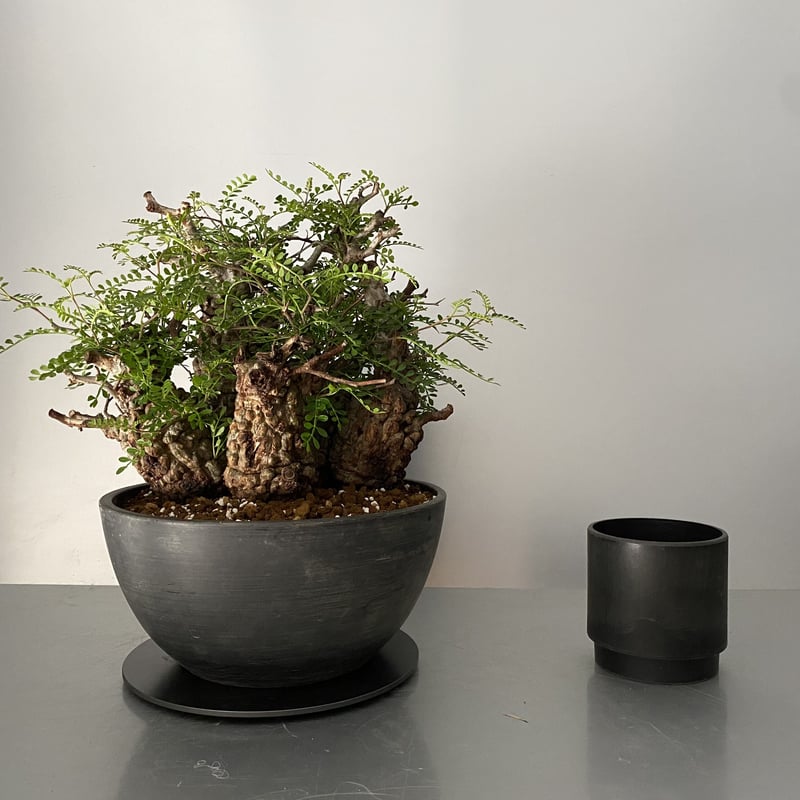 五頭 オペルクリカリア パキプス 発根済［P-13］ Five-Head Operculica