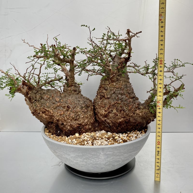 オペルクリカリア パキプス ボコ肌 丸株 検) グラキリス コミフォラ