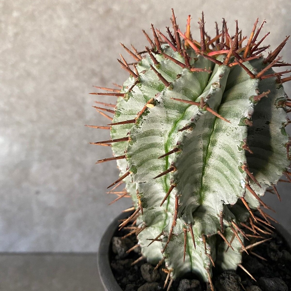 宇田ゼブラ ホリダ ［ No.07 ］× S.N.Pot 