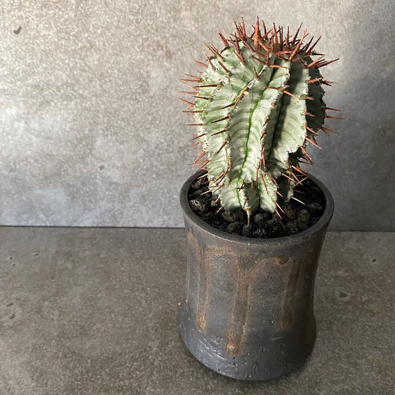 宇田ゼブラ ホリダ ［ No.07 ］× S.N.Pot 