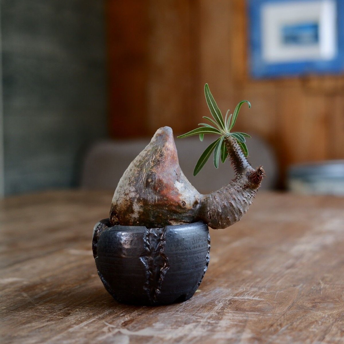 発根済 変態 二頭 グラキリス - 象牙宮 - size S ［No.20］ × 松野然