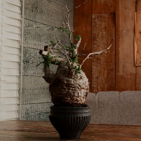 CATEGORY 小野瀬一 作 植木鉢 | Botanical Holic