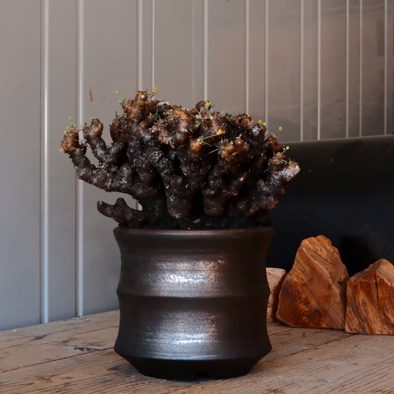 大株 】オトンナ ユーフォルビオイデス ［No.87］ × 松野然【 ZEN 】 5