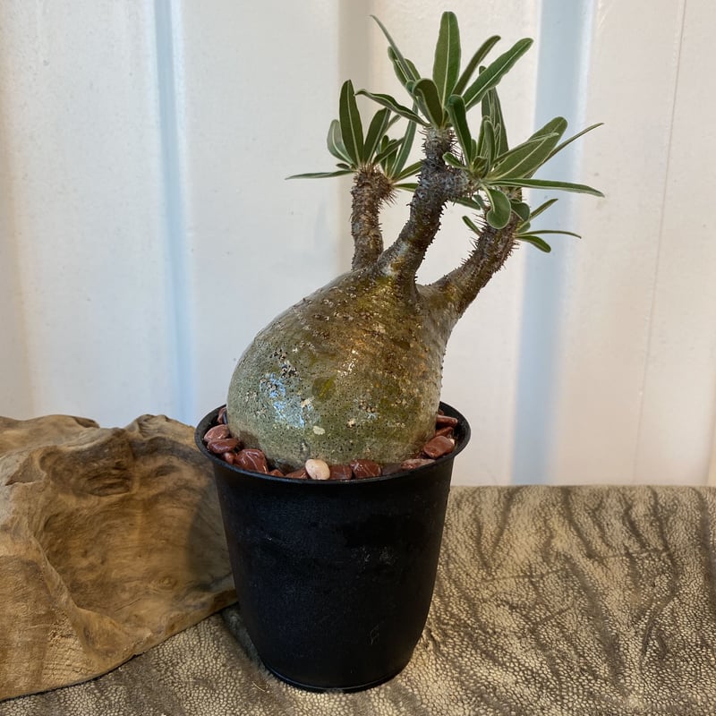 グラキリス 発根済 2020年8月輸入 現地株】BH-C38 ※化粧石付き | Botan