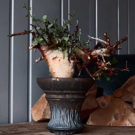 磯部祐介 | STORES