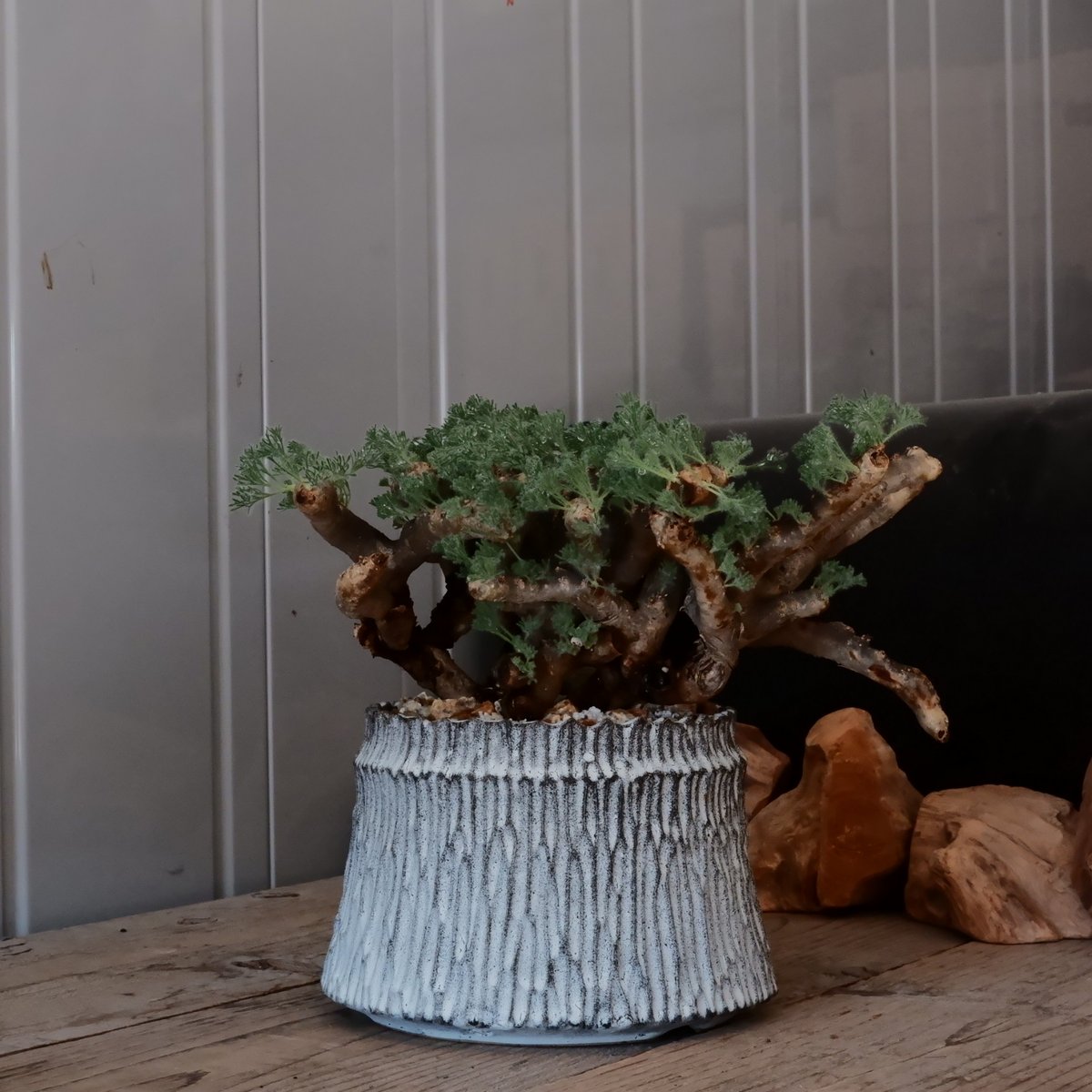 大株 / w28cm】サルコカウロン ムルチフィズム［No.05］ × 根本峻吾 作