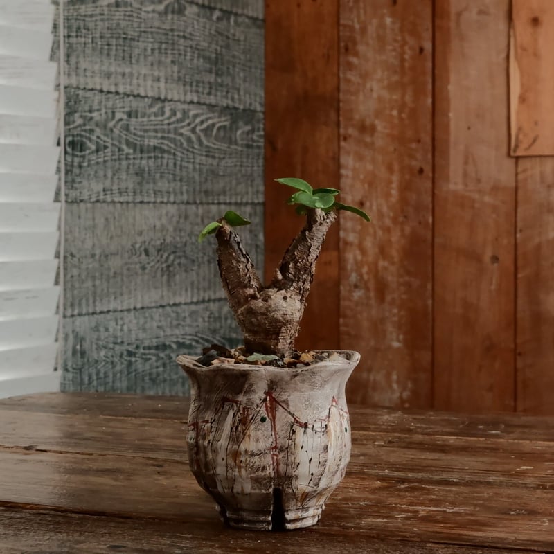 ユーフォルビア イトレメンシス ［No.63］ × 沼野秀章 作「 刻ム音 」3