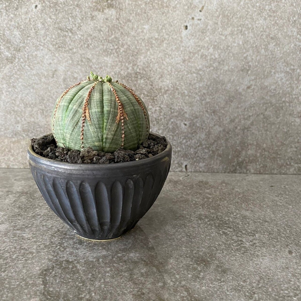 EU輸入 ユーフォルビア オベサ MO-07 × 