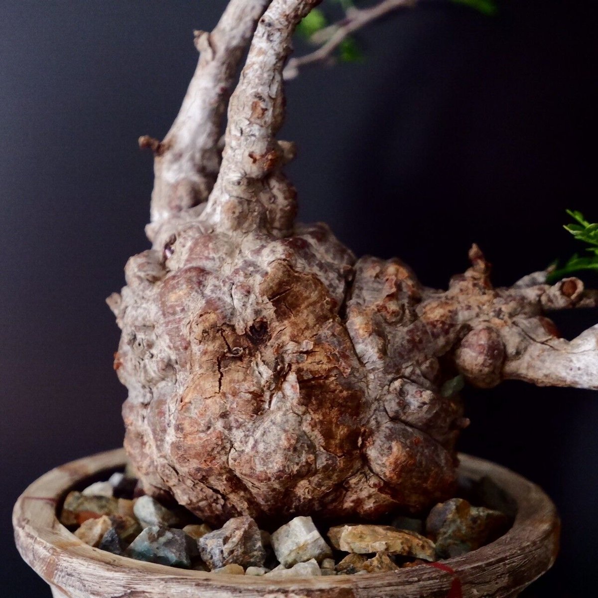 ミニサイズ 丸株 オペルクリカリア パキプス［No.14］ × 沼野秀章 作