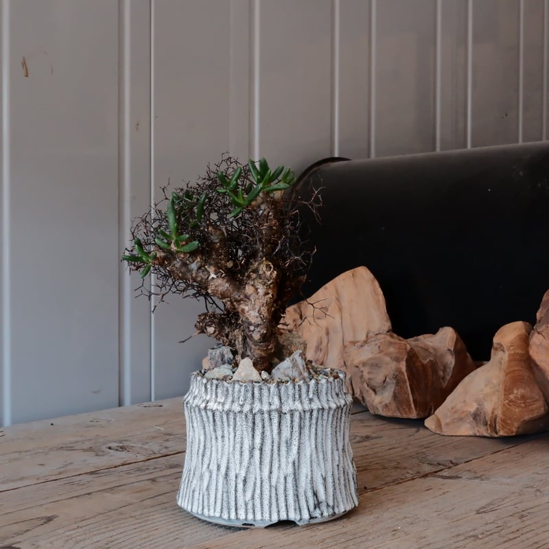 万物想 チレコドン レティキュラーツス［No.02］ × 根本峻吾 作 S.N