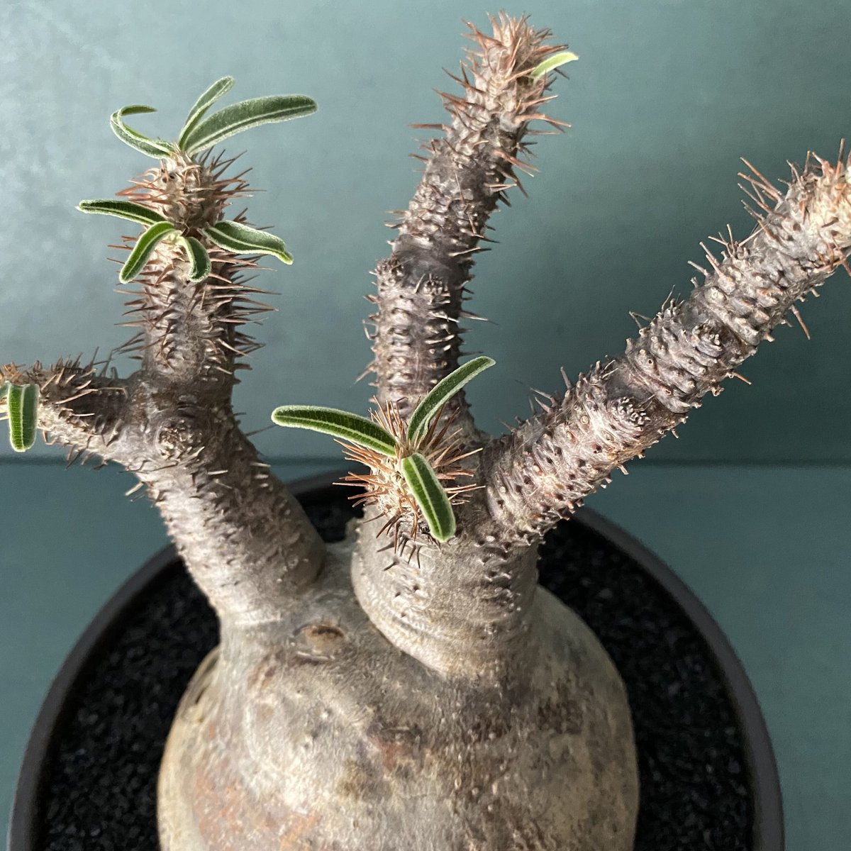 発根済 奇人 グラキリス VAG-04 × VALIEM BOWL ［ グラキリス専用鉢 ］