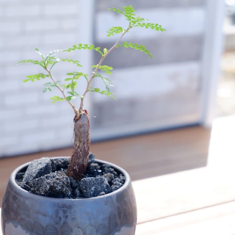 発根済 オペルクリカリア パキプス 根挿し［ SP-01 ］ × 円 - en - 