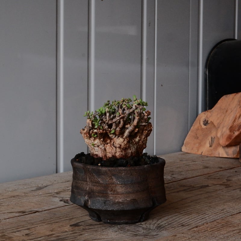 ケラリア ピグマエア 現地株 発根済 ［No.42］ × 沼野秀章 作「 black w